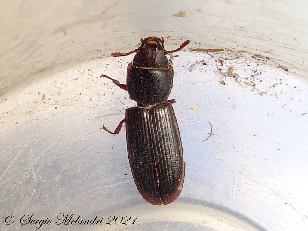 Trogossitidae: Tenebroides sp.